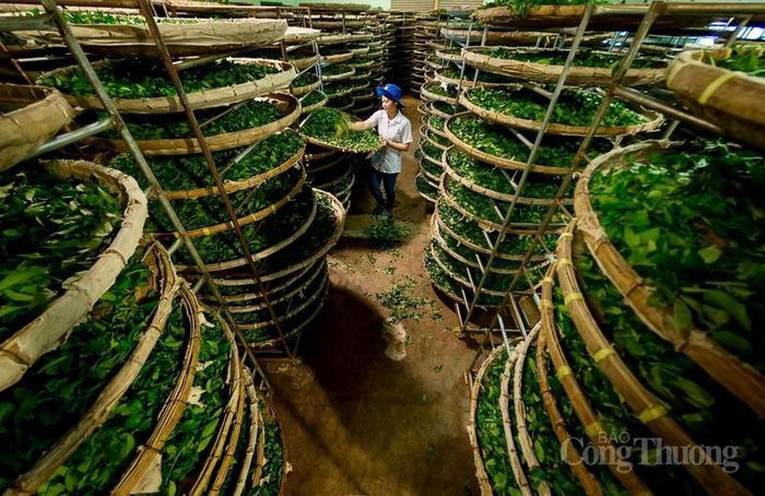 Công nhân phơi lá chè tại nhà máy chế biến. Ảnh: Lê Sơn