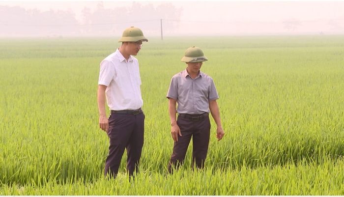 Diện tích lúa Đài thơm 8 sản xuất trong vụ chiêm xuân 2026 của HTX dịch vụ Nông nghiệp Thiệu Thành xã Thiệu Tiến