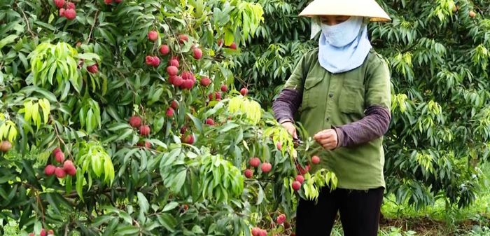 Giống vải Ngọc được Công ty TNHH Nông nghiệp Công nghệ cao Hồ gươm - Sông Âm kết hợp với Viện Di truyền Việt Nam lai tạo và canh tác theo phương pháp hữu cơ trên đồng đất của xã Nguyệt Ấn.