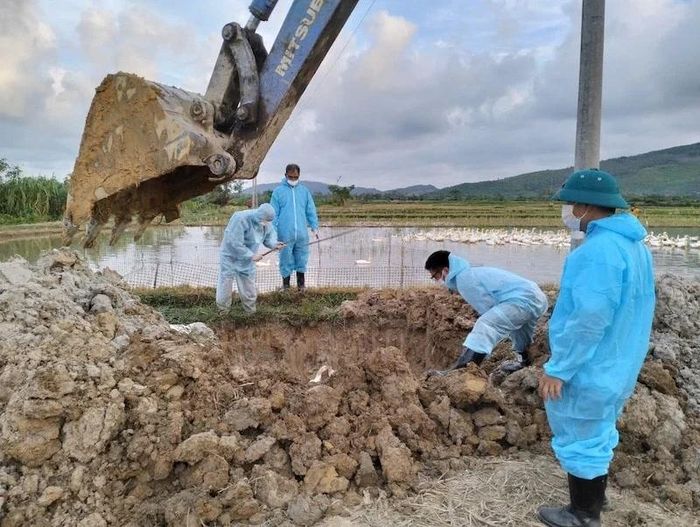 UBND xã thực hiện đào hố tiêu hủy xác gia cầm chết theo đúng quy định.