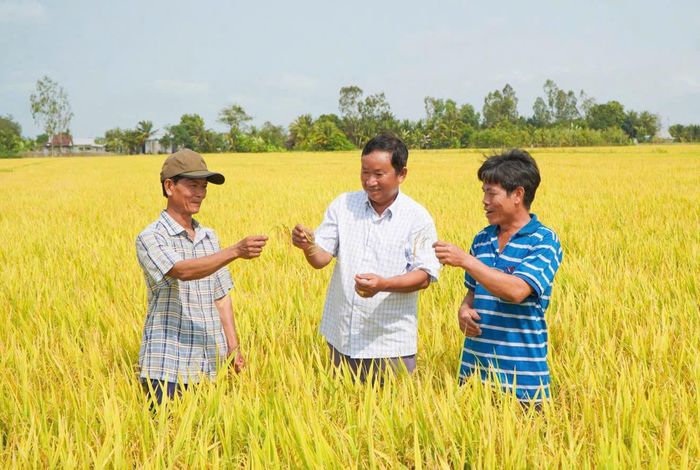 Nông dân xã Tân Hội hướng tới nâng cao chất lượng, hiệu quả sản xuất.