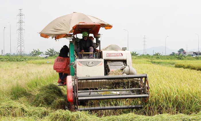  Xã Phù Lãng cơ giới hóa đẩy nhanh thu hoạch lúa xuân, năng suất trung bình hơn 66 tạ/ha, tăng gần 2 tạ/ha so vụ xuân năm 2025. 
