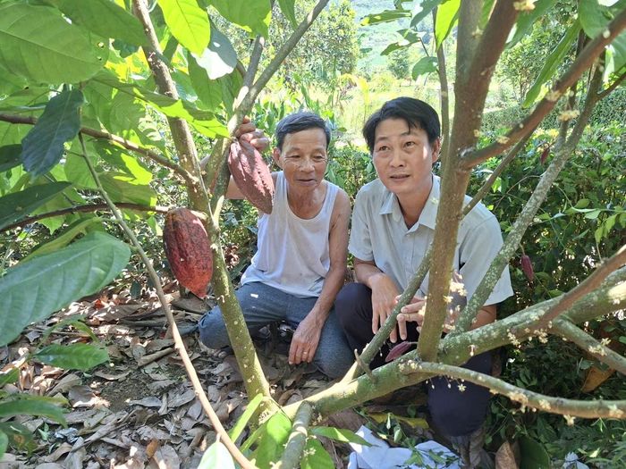 Cây ca cao phát triển tốt trên địa bàn xã Đức Phú, ra trái đạt chất lượng. Ảnh: QUANG VIỆT