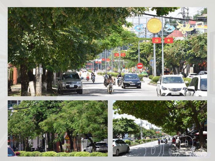 Dọc trục đường Võ Nguyên Giáp, phường Điện Biên Phủ không chỉ có cây hoa ban mà trồng xen kẽ nhiều loại cây khác.
