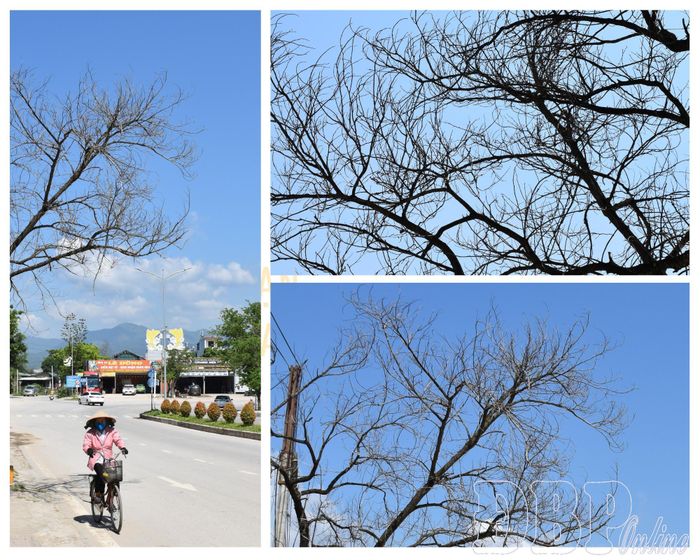 Có những cây ban đã chết khô nhưng chưa được cắt bỏ, thay thế.