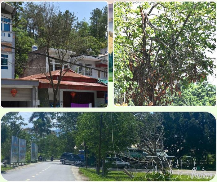 Những cây hoa ban bị gãy đổ trên các tuyến phố Điện Biên Phủ.