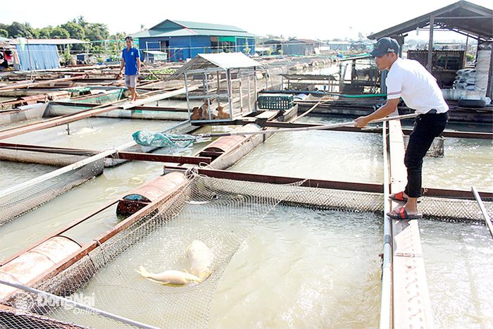 Tình trạng các lồng, bè nuôi cá tự phát tại phường Trấn Biên và Long Hưng không còn phù hợp với định hướng phát triển đô thị văn minh, hiện đại của thành phố Đồng Nai. Ảnh: B.Nguyên