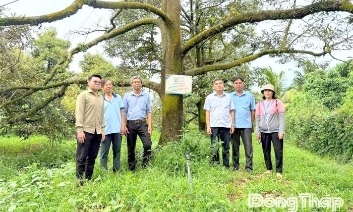 Gắn biển nhận diện tại nhà vườn Nguyễn Thanh Hùng ở ấp Phú Hưng 1 với giống sầu riêng Chuồng Bò, cây 26 năm tuổi.
