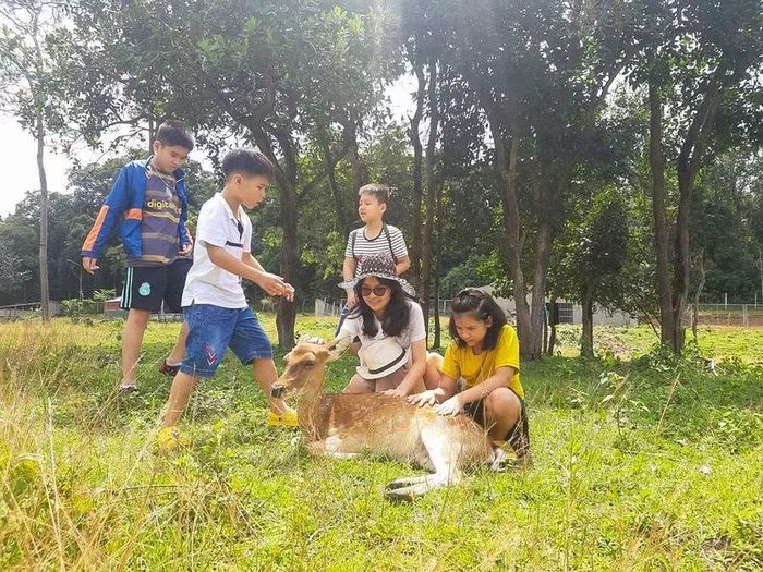  Du khách trải nghiệm, tương tác cùng đàn hươu sao tại Trung tâm Cứu hộ, Bảo tồn và Phát triển sinh vật. Ảnh: Minh Châu 