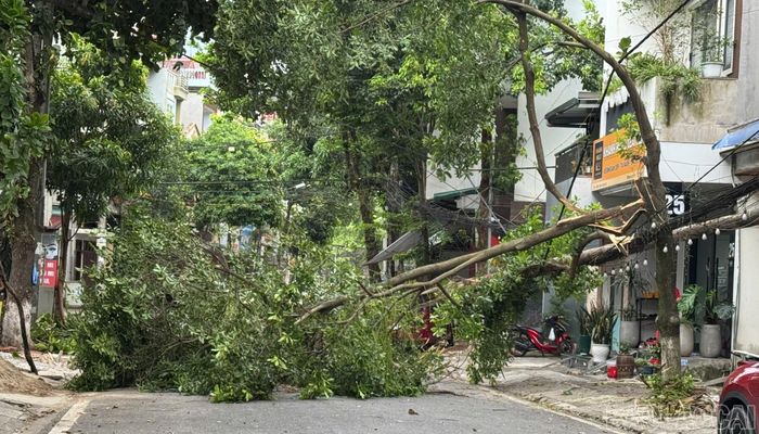 Cây gãy đổ chắn ngang đường.