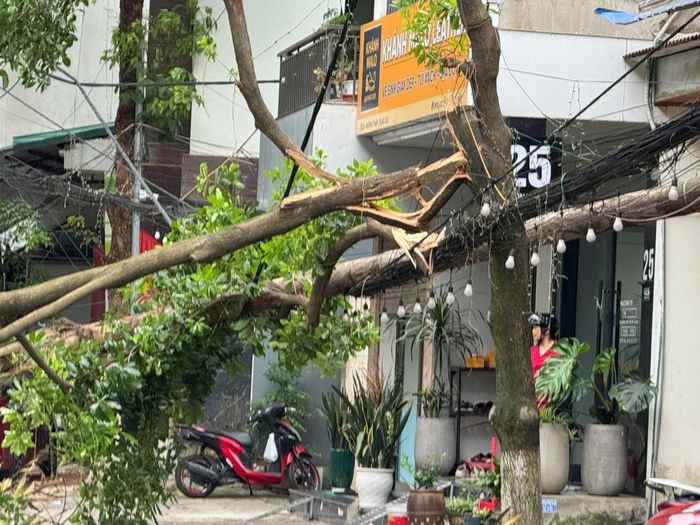 Thời điểm cây gãy đổ không có người và phương tiện lưu thông.