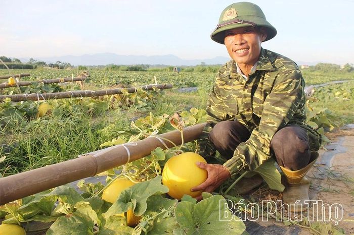 Nhờ có chuỗi liên kết tiêu thụ sản phẩm, sản phẩm dưa vàng của HTX Nông nghiệp hữu cơ Hùng Lô, phường Vân Phú được tiêu thụ nhanh chóng, mang lại nguồn thu nhập ổn định cho các thành viên.