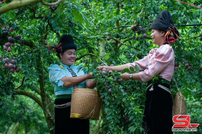Nông dân bản Đán, xã Yên Sơn thu hoạch mận hậu.
