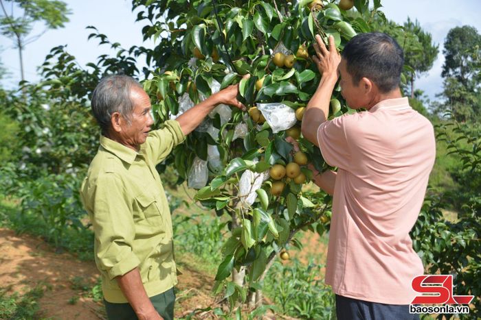 Nông dân xã Yên Sơn mở rộng diện tích trồng cây lê.
