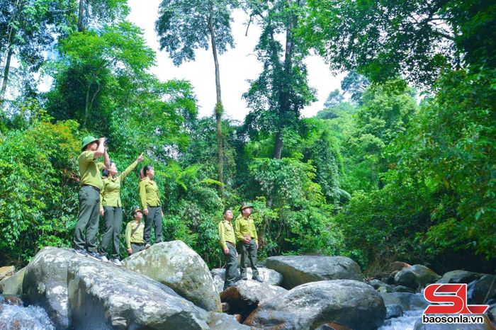 Hạt Kiểm lâm khu vực XV và khu rừng đặc dụng Tà Xùa tuần tra rừng.Ảnh: PV