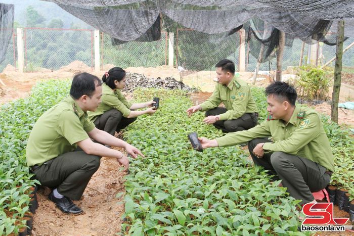 Cán bộ Ban quản lý rừng Đặc dụng - Phòng hộ Thuận Châu kiểm tra cây giống phục vụ trồng rừng.