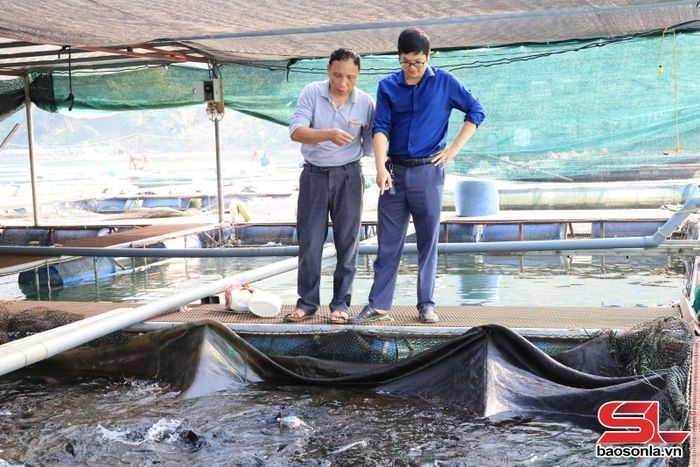 Nông dân tiểu khu Pá Uôn, xã Quỳnh Nhai phát triển nghề nuôi cá lồng.