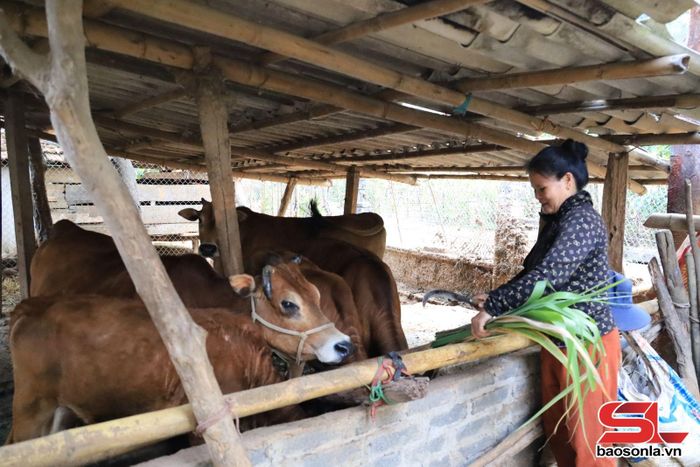 Nông dân tiểu khu Phiêng Nèn, xã Quỳnh Nhai phát triển chăn nuôi gia súc.