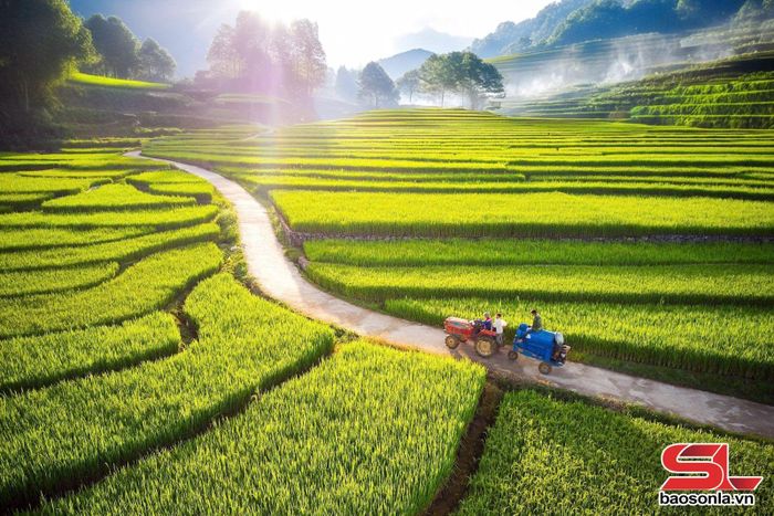 Tác phẩm: "Ruộng bậc thang bản Suối Lìn" (Ảnh : Hoàng Thức)