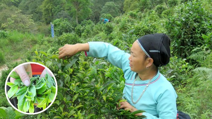 Những búp chè Shan tuyết được thu hái thủ công để giữ chất lượng nguyên liệu trước khi chế biến