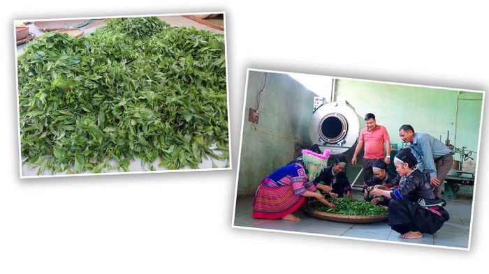 Chè Shan tuyết được sơ chế, phân loại trước khi đưa vào chế biến