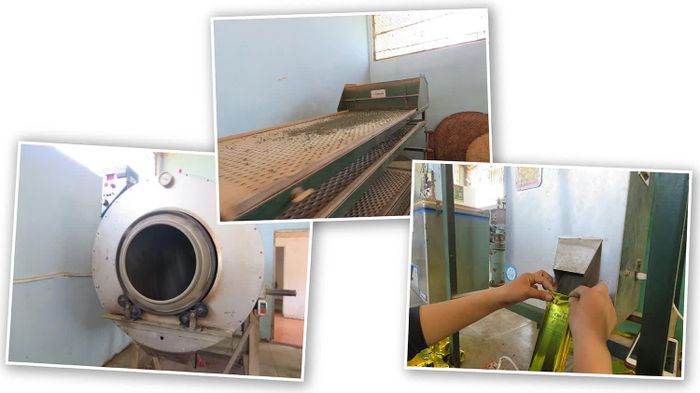 Việc đầu tư máy móc chế biến góp phần ổn định chất lượng và xây dựng thương hiệu Trà tuyết Chế Là
