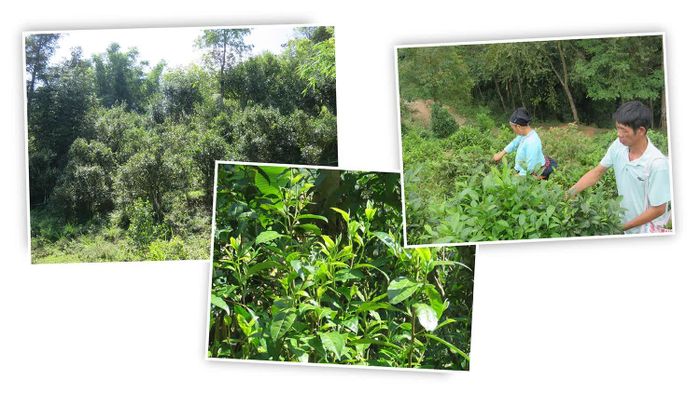  Từ những đám chè nhỏ trên đất dốc, cây chè dần gắn bó với đời sống người dân vùng cao 