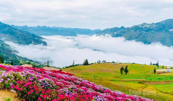 Bức tranh thiên nhiên sống động muôn mầu sắc, lung linh trên thảo nguyên Suôi Thầu.