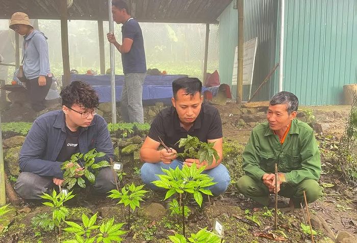 Các nhà khoa học hỗ trợ người dân trong chăm sóc vườn sâm quý. Ảnh: Văn Huỳnh