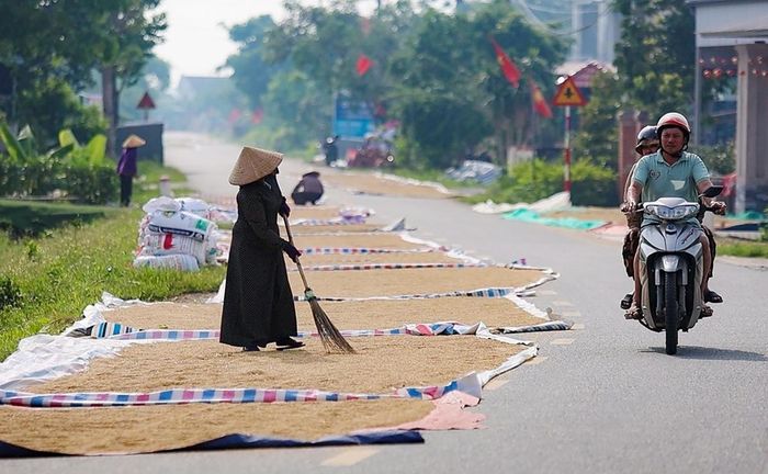 Vào mùa vụ, người dân vẫn có thói quen phơi thóc trên nhiều tuyến đường.
