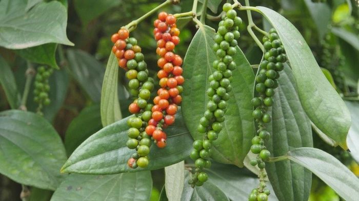 Giá tiêu trong nước hôm nay đi ngang. Ảnh minh họa