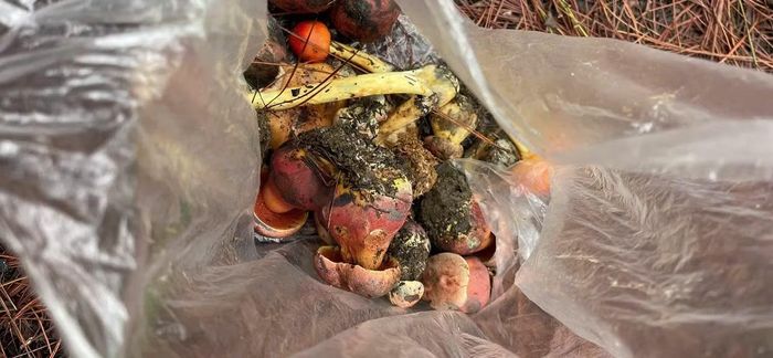 Mùa mưa, nhiều người ở Đà Lạt đổ vào rừng hái nấm về sử dụng làm thực phẩm.