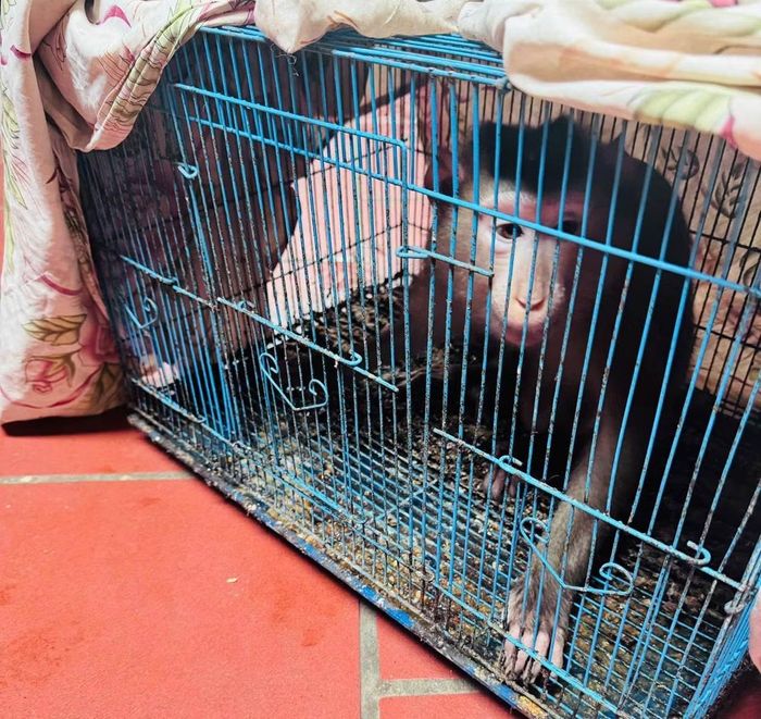 Cá thể khỉ bị nuôi nhốt