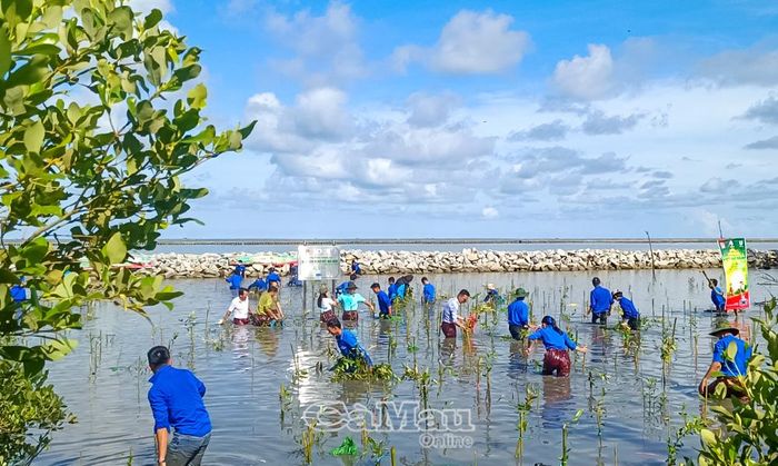 Tuổi trẻ Cà Mau trồng cây tạo “lá chắn xanh” tại khu vực sạt lở trên địa ban xã Ðá Bạc.