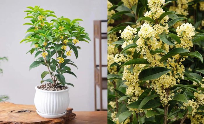 Trong phong thủy, mộc hương được xem là một trong số ít những loài cây “hợp cả 5 mệnh” – Kim, Mộc, Thủy, Hỏa, Thổ. Ảnh minh họa