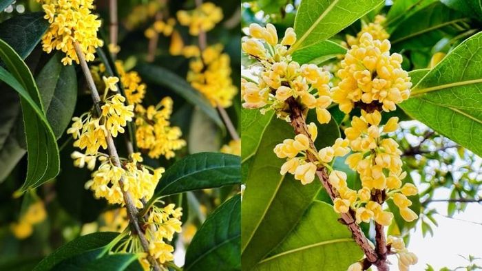Mộc hương có tán vừa phải, không quá lớn nên không che chắn toàn bộ ánh sáng, giúp dòng khí lưu thông tốt. Ảnh minh họa