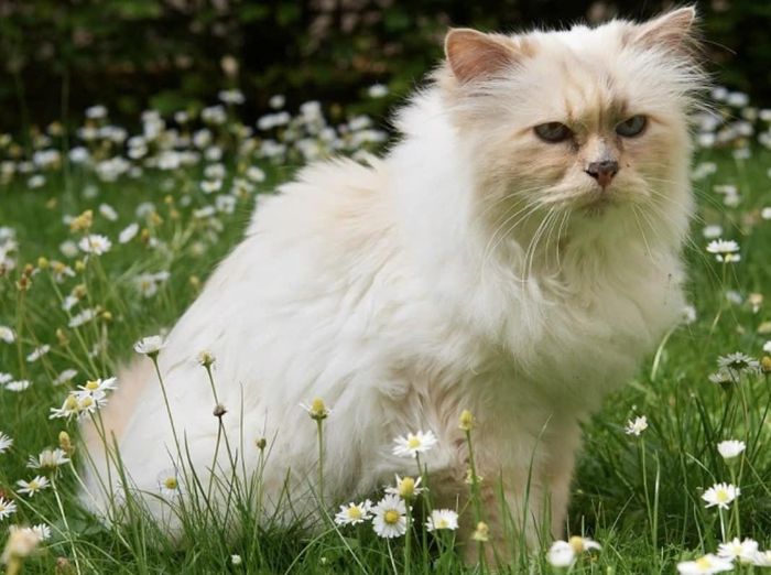 Choupette năm nay hơn 14 tuổi. Ảnh: IG.