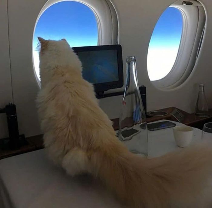 Choupette được di chuyển bằng phi cơ riêng cùng Karl Lagerfeld. Ảnh: IG.