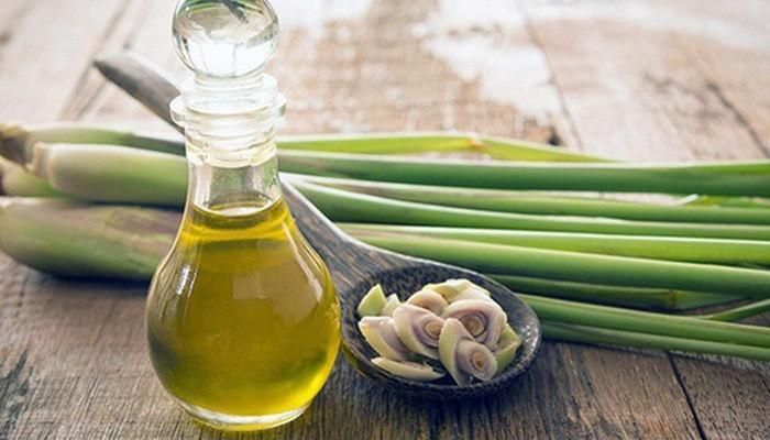 Các loại tinh dầu như sả chanh, bạc hà, tràm hay khuynh diệp có khả năng xua đuổi muỗi rất hiệu quả. Ảnh minh họa.