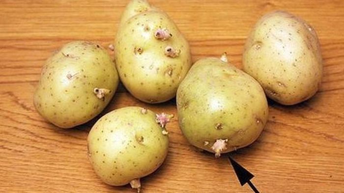 Trong quá trình mọc mầm, khoai tây sản sinh lượng lớn solanine và chaconine. Ảnh minh họa.