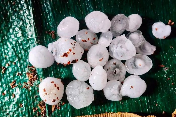 Những viên mưa đá lớn gây thiệt hại nghiêm trọng cho các vườn táo ở Kashmir.