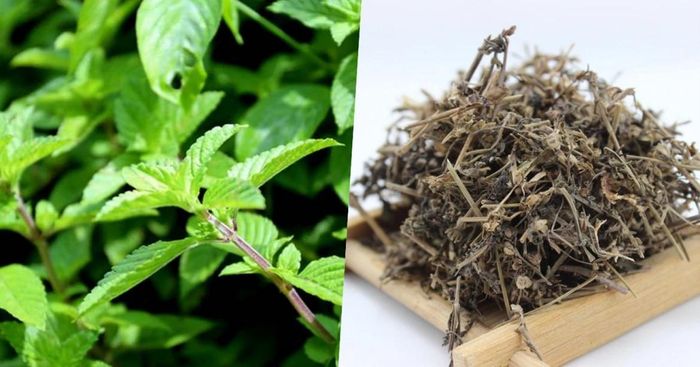 Cây thạch đen là thực phẩm hỗ trợ, không có tác dụng thay thế thuốc điều trị bệnh (Ảnh minh họa)