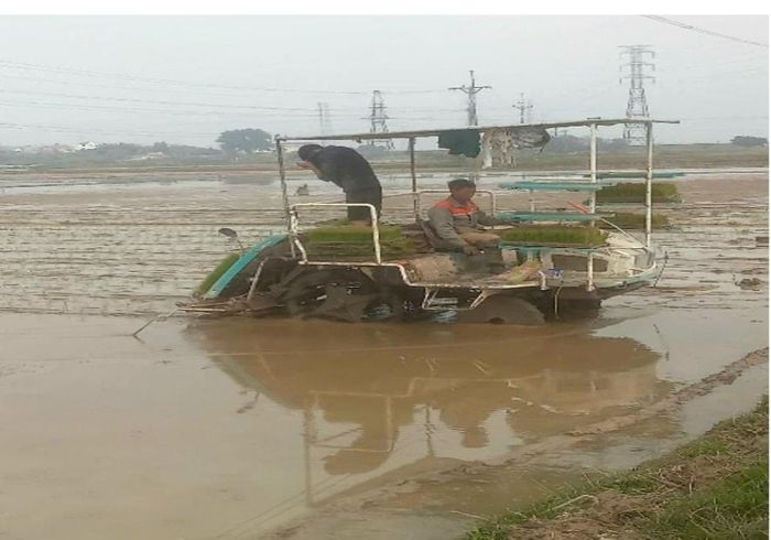 HTX Phú Nghĩa đưa máy móc vào đồng ruộng, thực hiện các khâu làm đất, cấy lúa. Ảnh: Hoàng Đăng