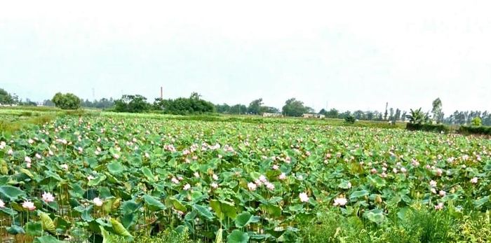 Cánh đồng trồng sen ở Phú Nghĩa cho hiệu quả kinh tế cao. Ảnh: Hoàng Đăng