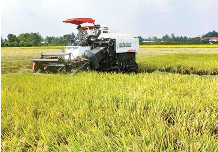 Gặt lúa bằng máy giúp nông dân xã Phú Nghĩa tiết kiệm sức lao động và thời gian. Ảnh: Hoàng Đăng