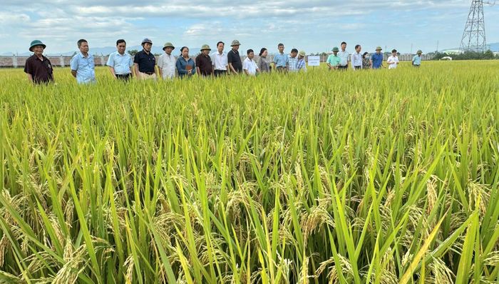 Mô hình trồng lúa ở HTX Phú Nghĩa cho năng suất cao, đạt 70 tạ/ha trở lên. Ảnh: Hoàng Đăng