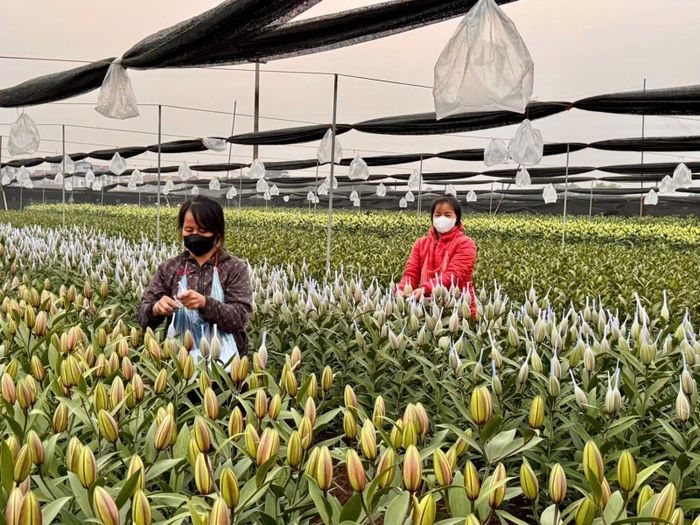 Các địa phương tiếp tục thực hiện hiệu quả tái cơ cấu nông nghiệp theo hướng xanh, sinh thái và tuần hoàn. Ảnh: PV