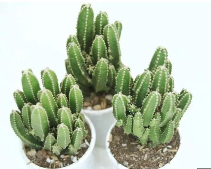 Tuyệt đối không nên đặt cây xương rồng trước phòng thờ.