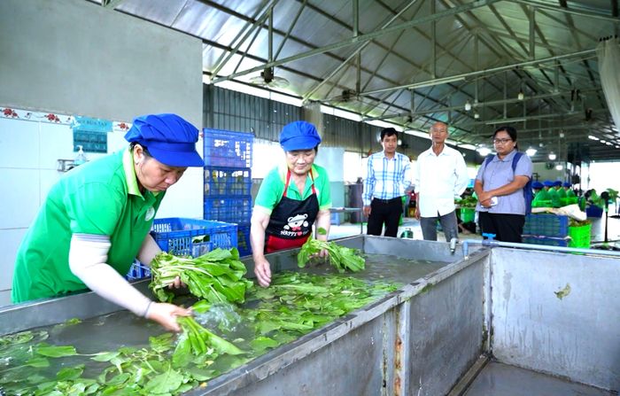  Tây Ninh có hơn 537 hợp tác xã, hướng tới phát triển bền vững. Ảnh: HUỲNH DU 