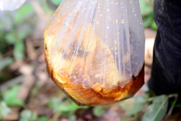  Khoảng ba tháng mùa ong từ tháng 6 đến tháng 8 dương lịch hàng năm mang lại cho những người thợ săn nguồn thu nhập vài chục triệu đồng. Với nhiều gia đình miền núi ở Yên Thắng, đây là khoản thu quan trọng giúp trang trải cuộc sống, đầu tư sản xuất và nuôi con ăn học. 